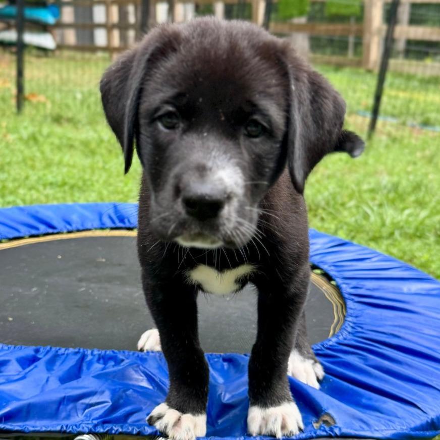 Oma Tatum Pup