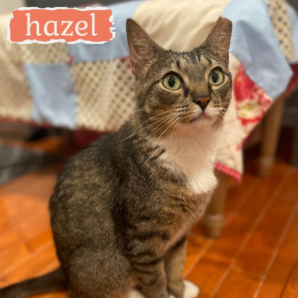 Hazel