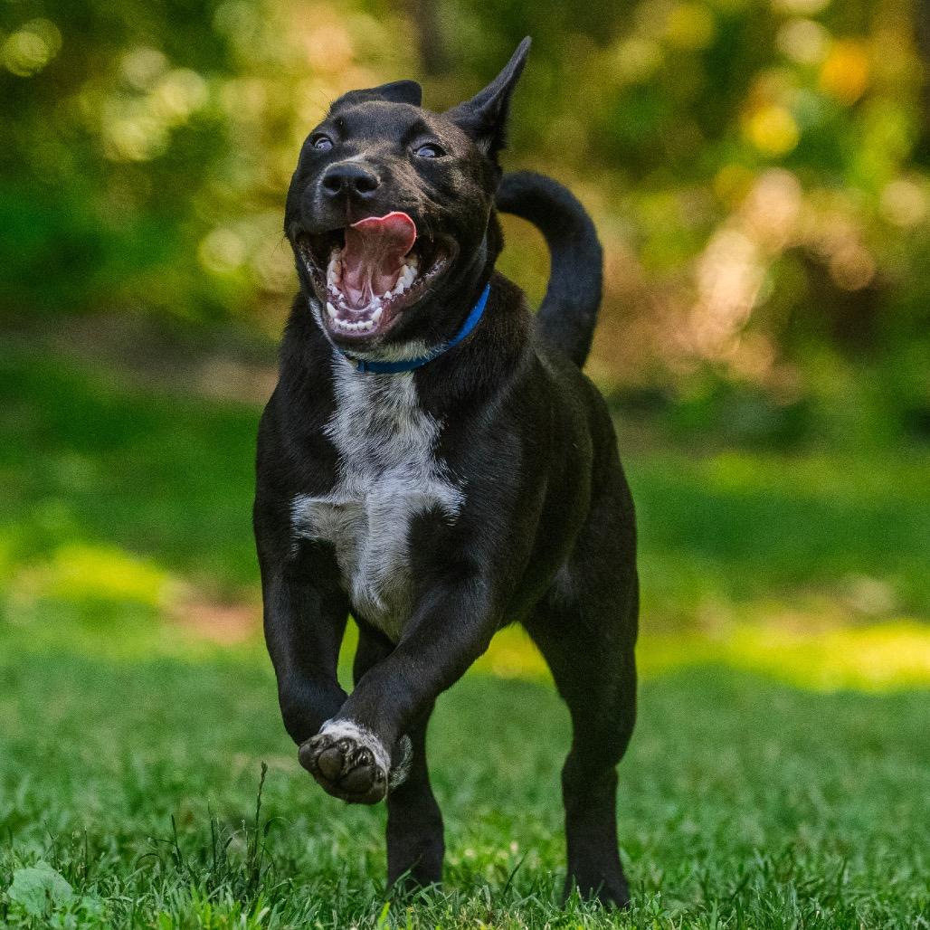 Notorious D.O.G