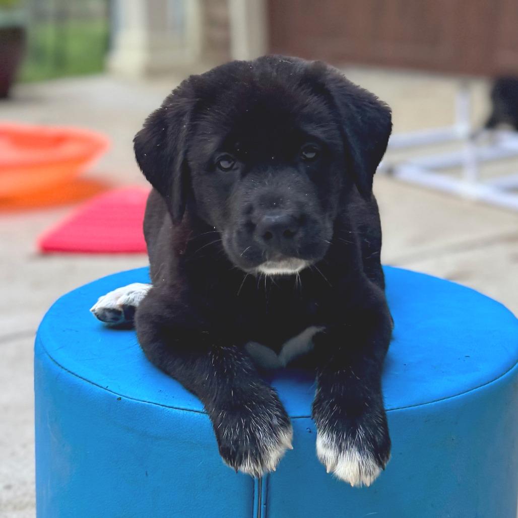 Babcia Tatum Pup