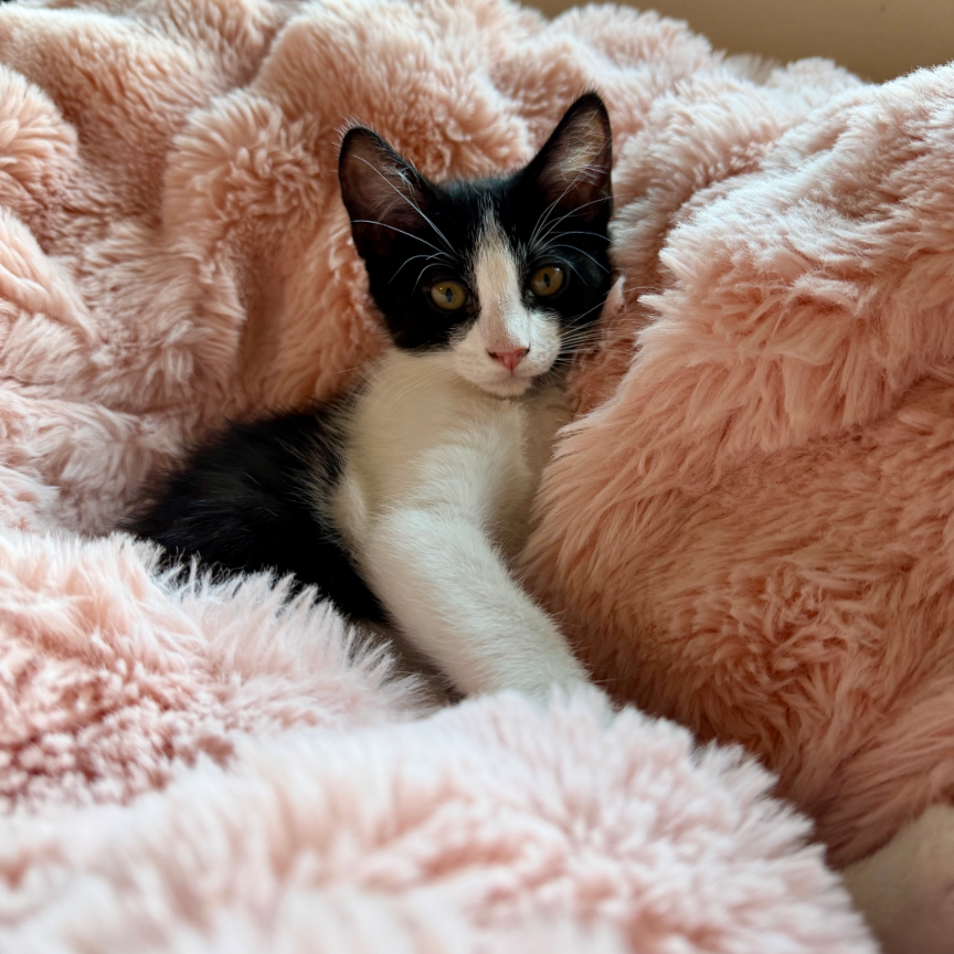 Lyra