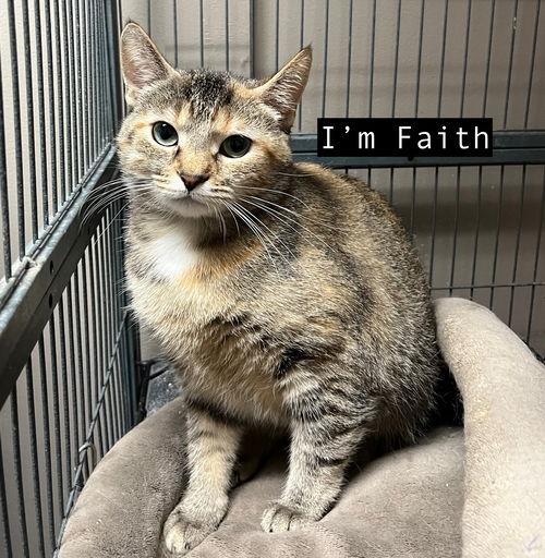 cat- faith