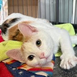 Taco (Foster)