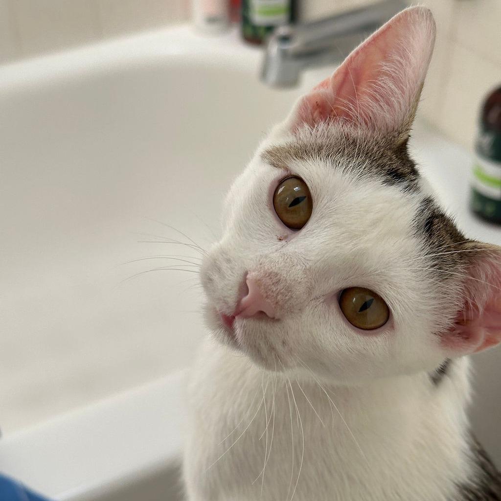 Loki