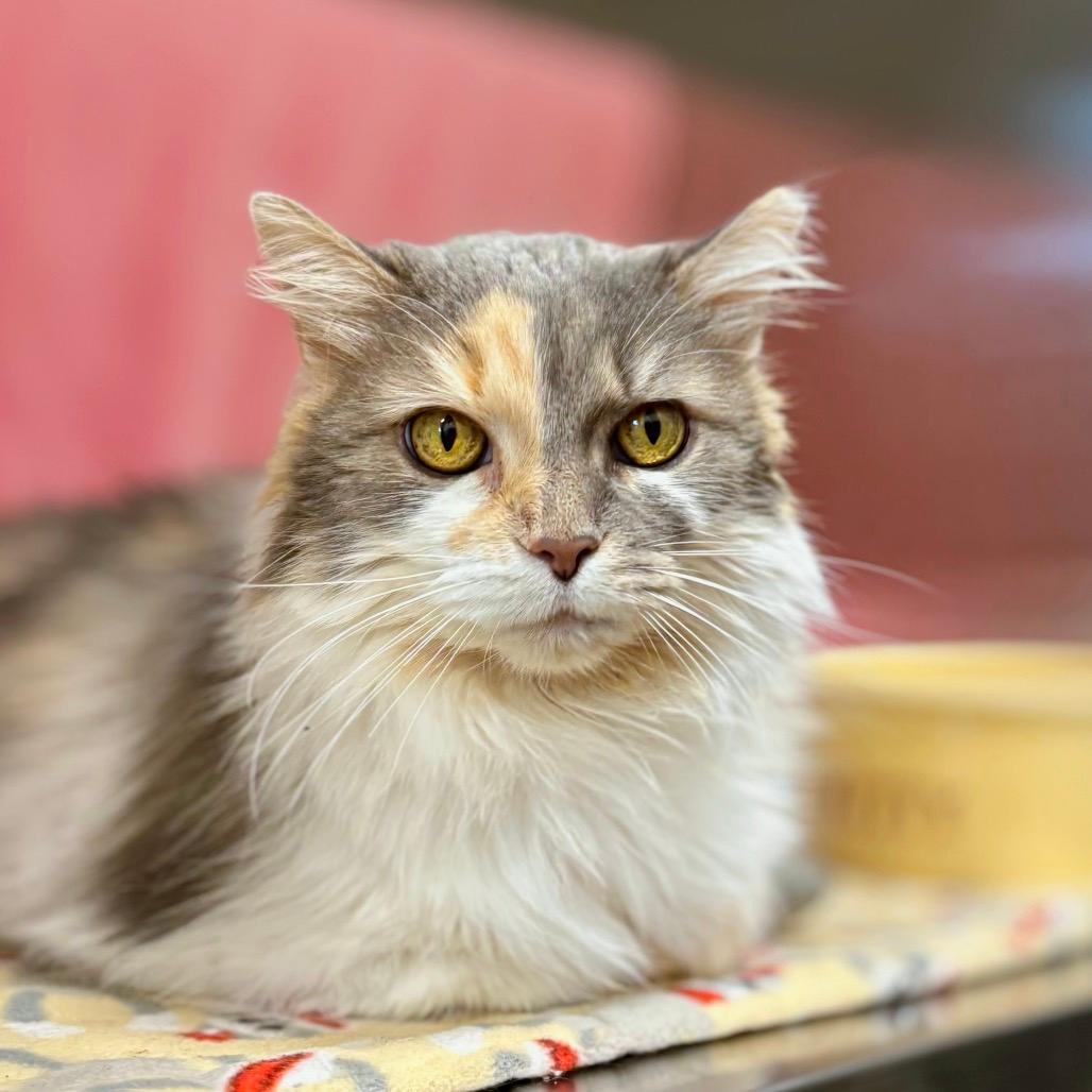 Miss Kitty