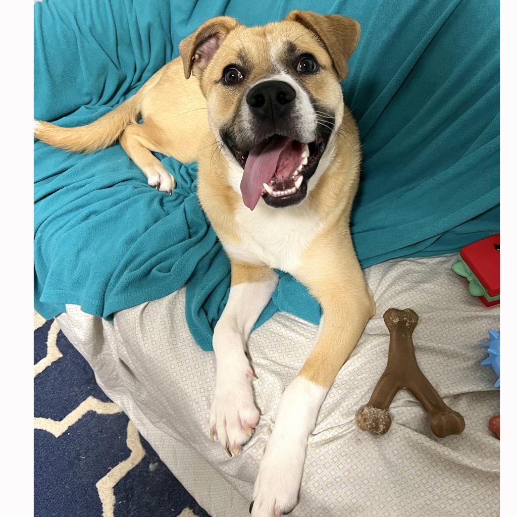 Harvey