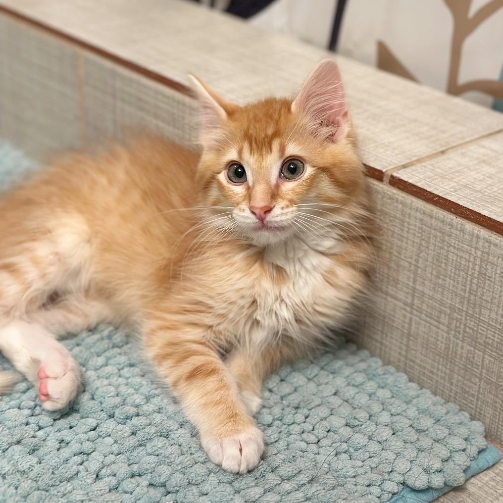 Mango
