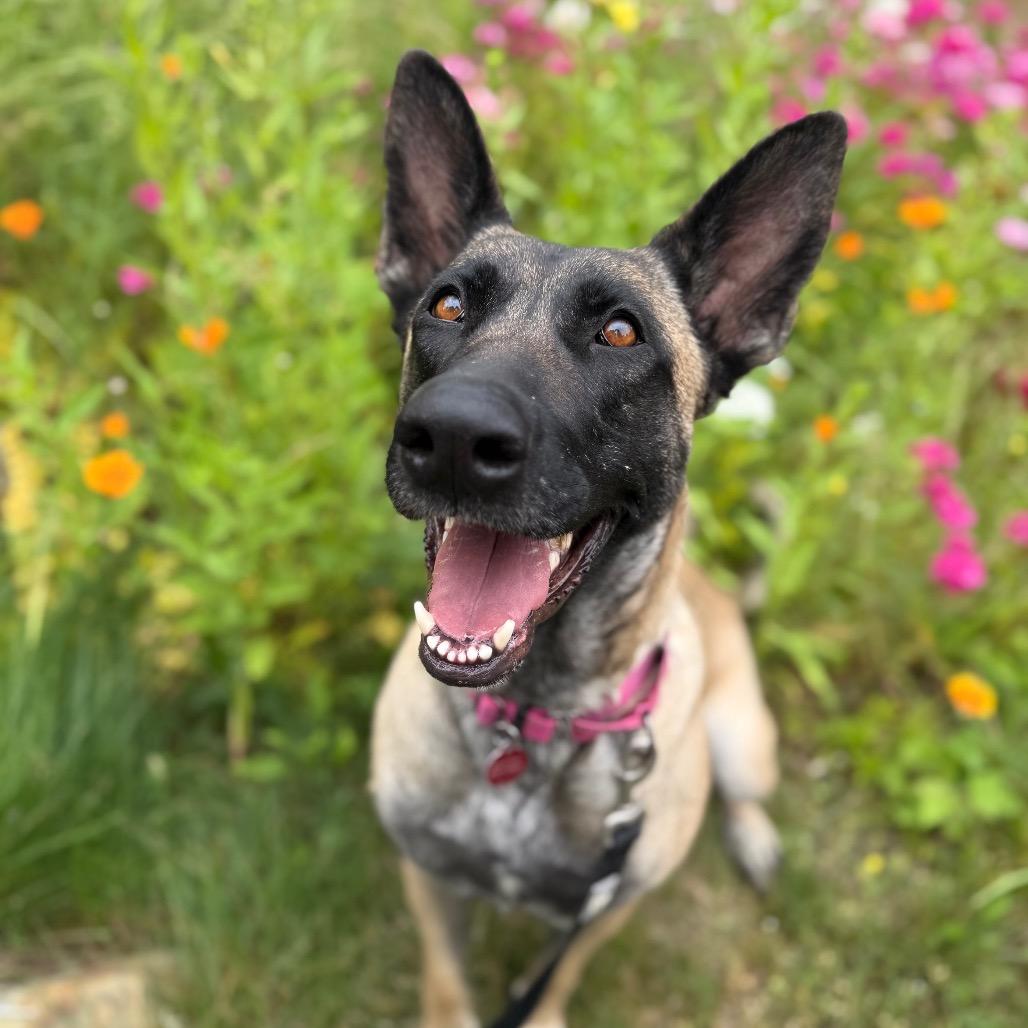 Indy🦖