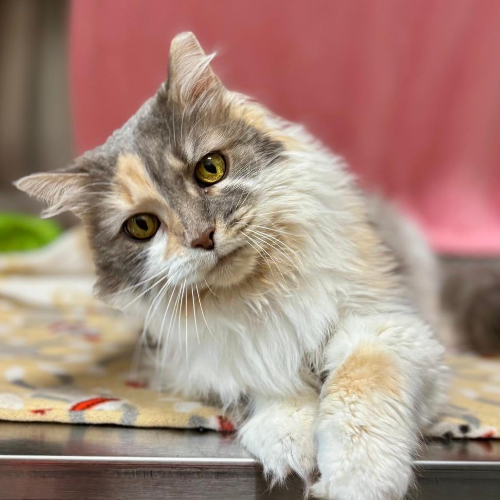 Miss Kitty
