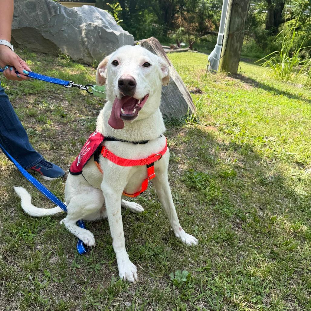 Snowy (In Foster)
