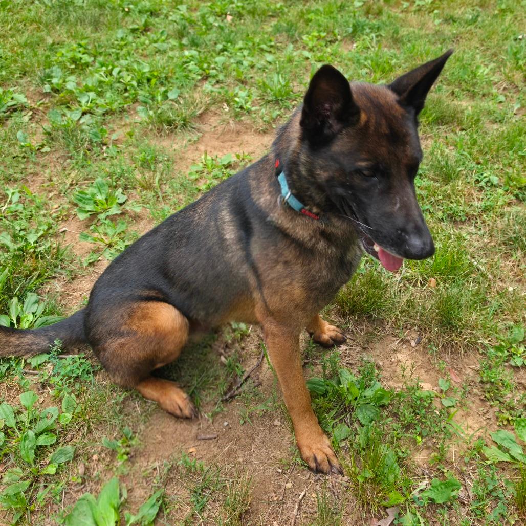Lycan
