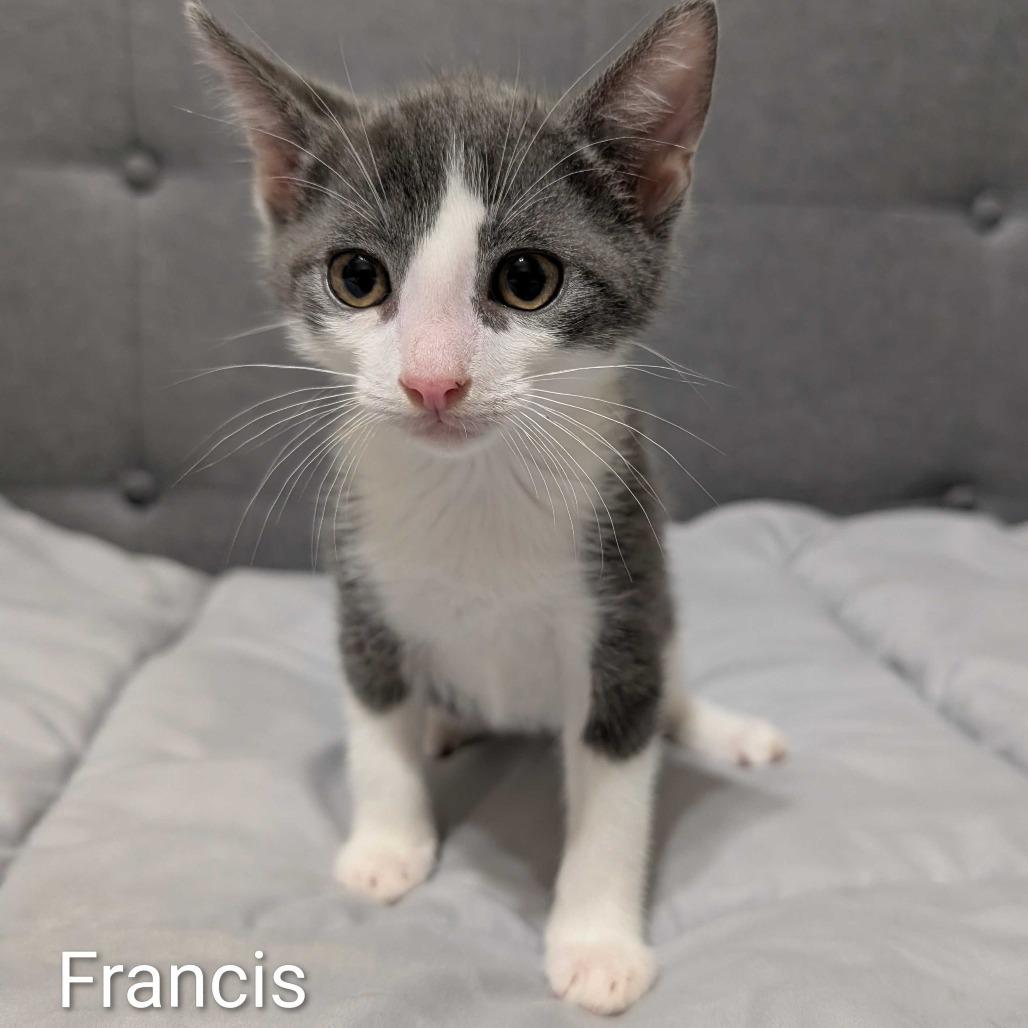 Francis