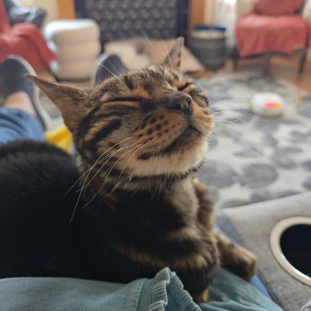 Piper