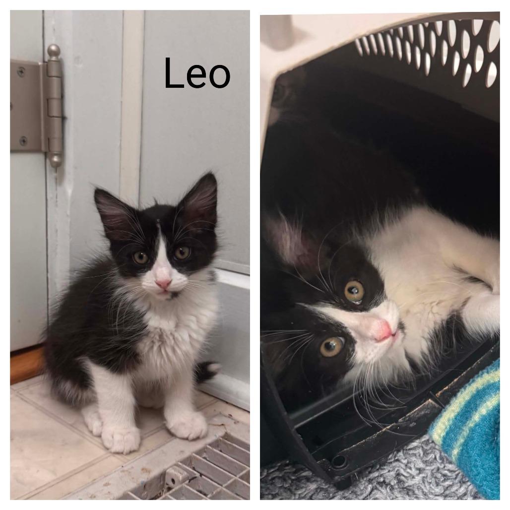 Leo