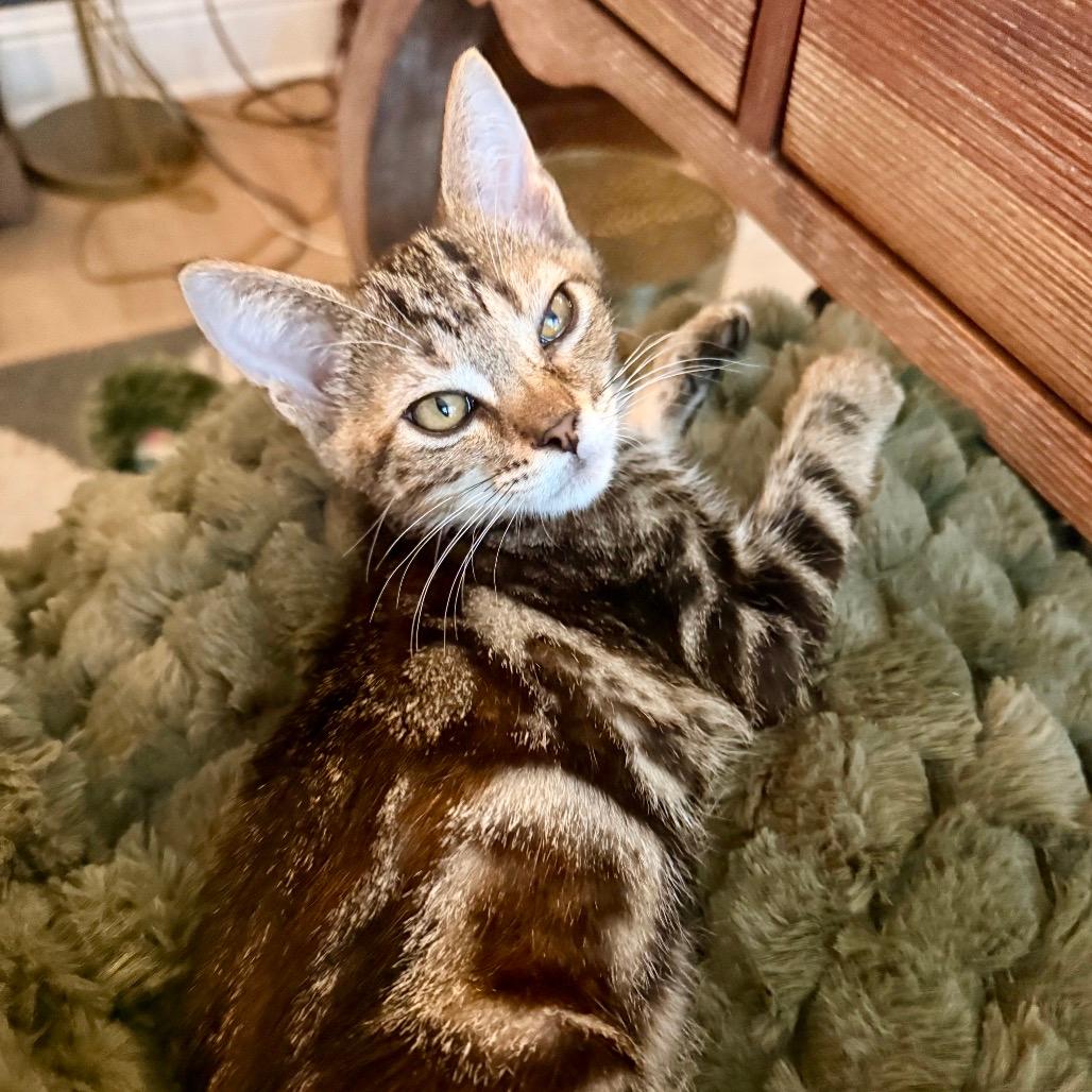 Hazel