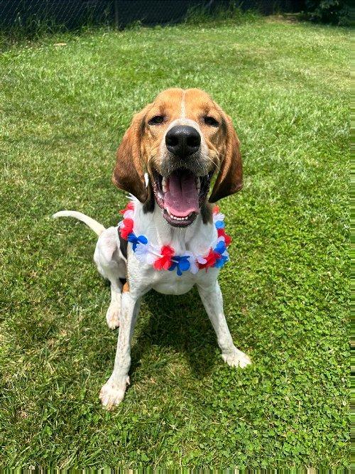 Adoptable Dogs & Puppies in Kingsport, TN