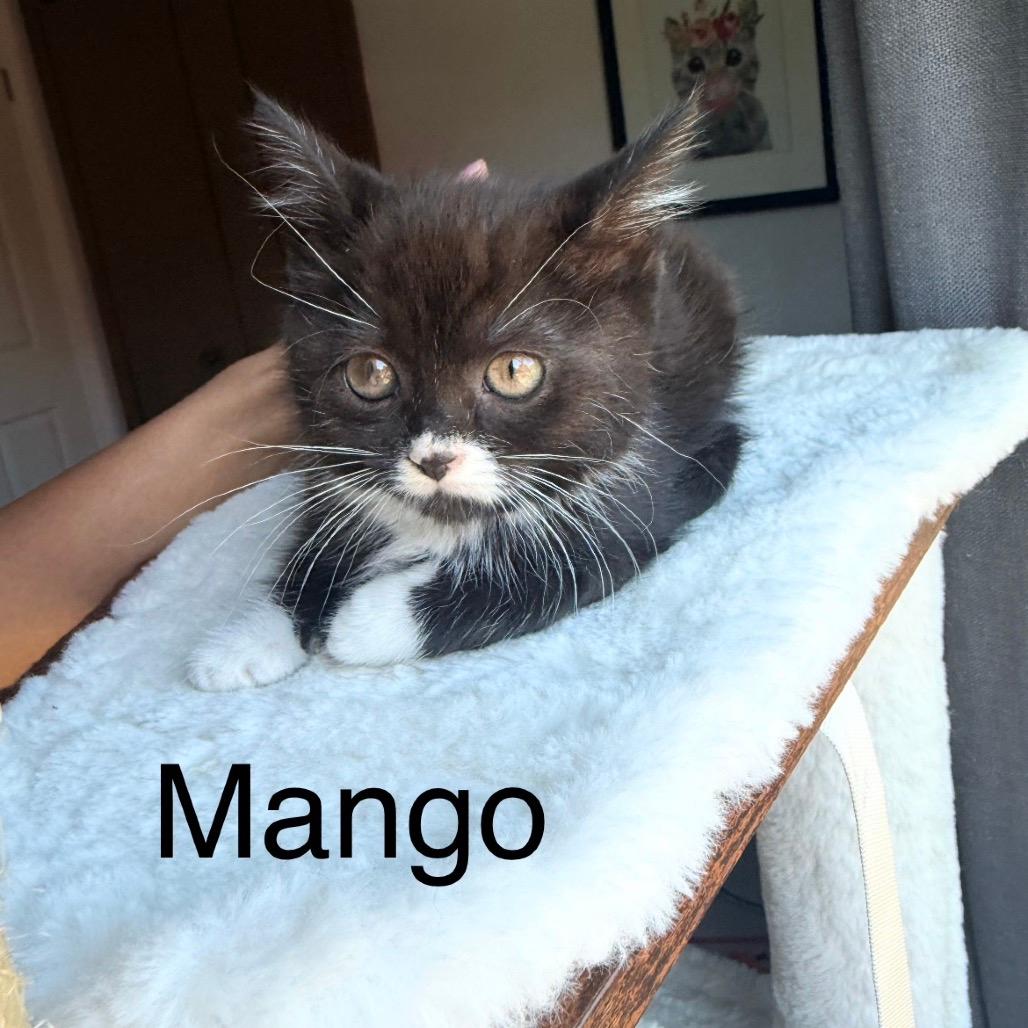Mango
