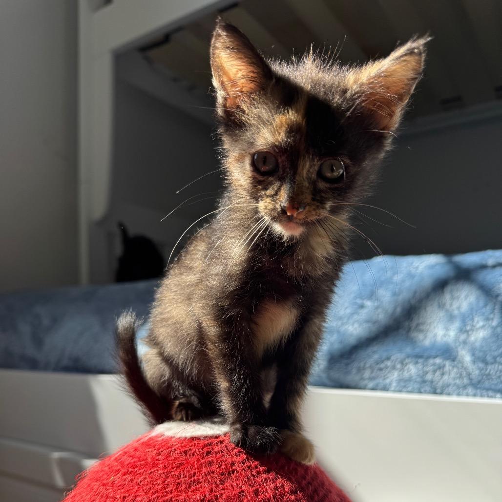 Ember