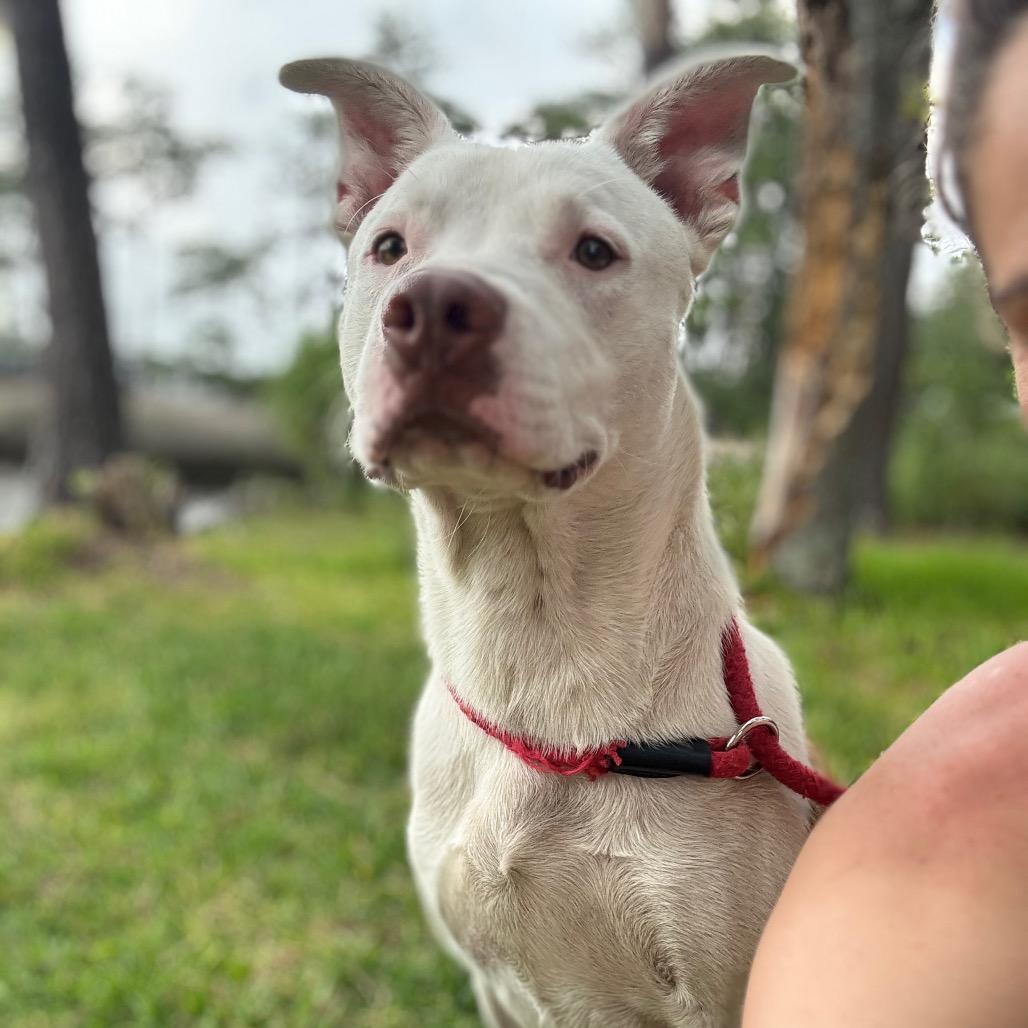 Albie