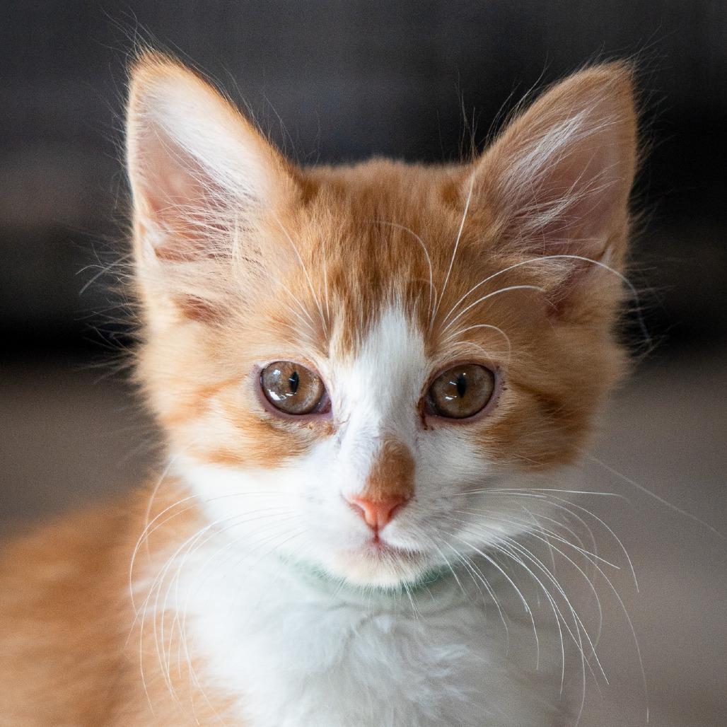 Kumquat