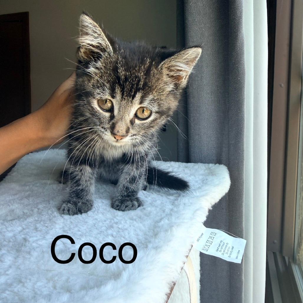 Coco