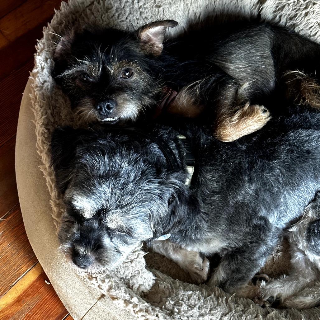 Arnold Schnauzer & Toofers