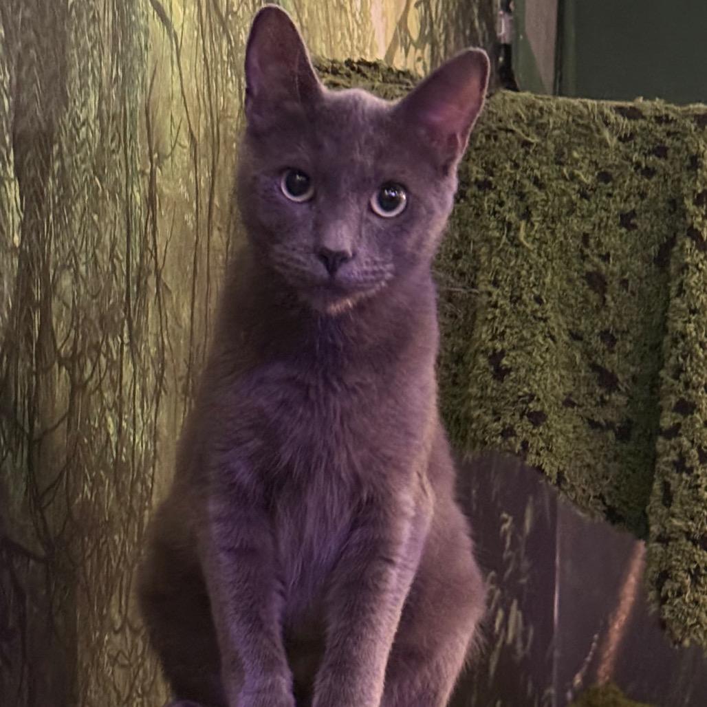 Coby (cat café adoption)