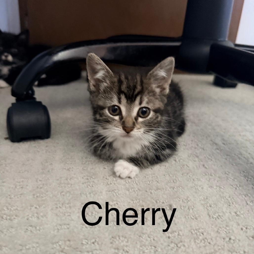 Cherry