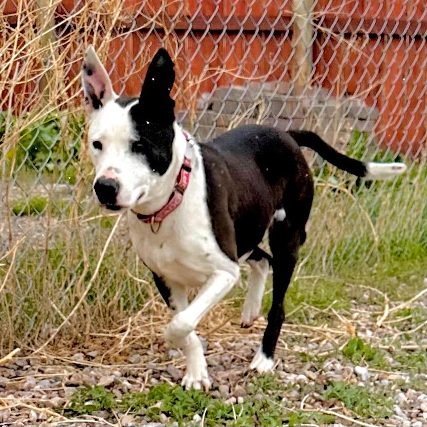 Sadie 