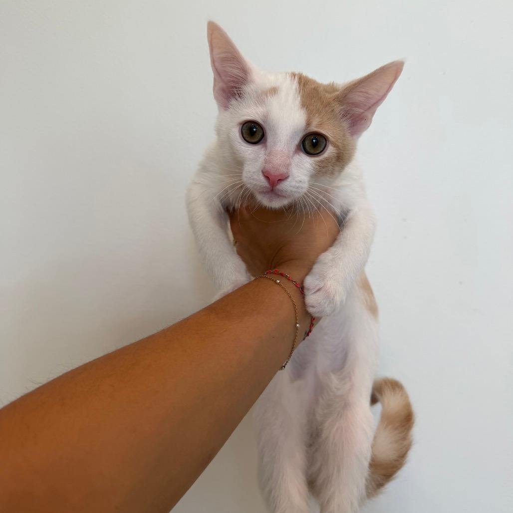 Pike (Bonded Pair with Venti)