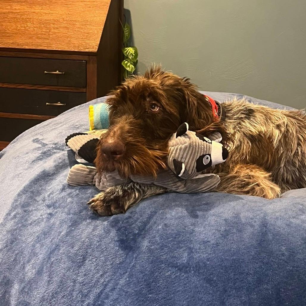 Ruger (Chicago, Illinois)