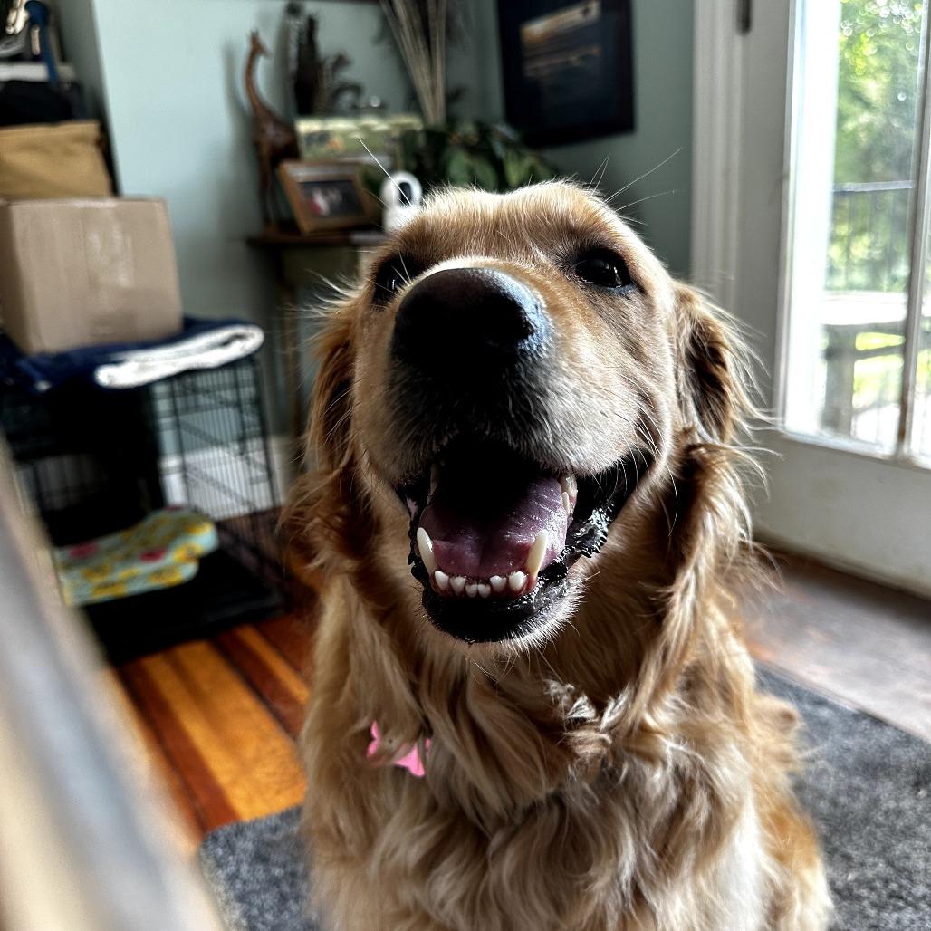 Josie