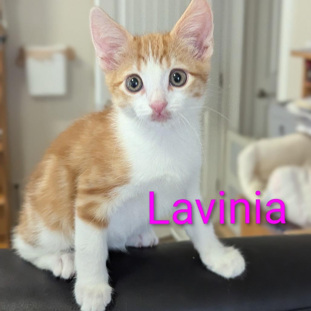 Lavinia