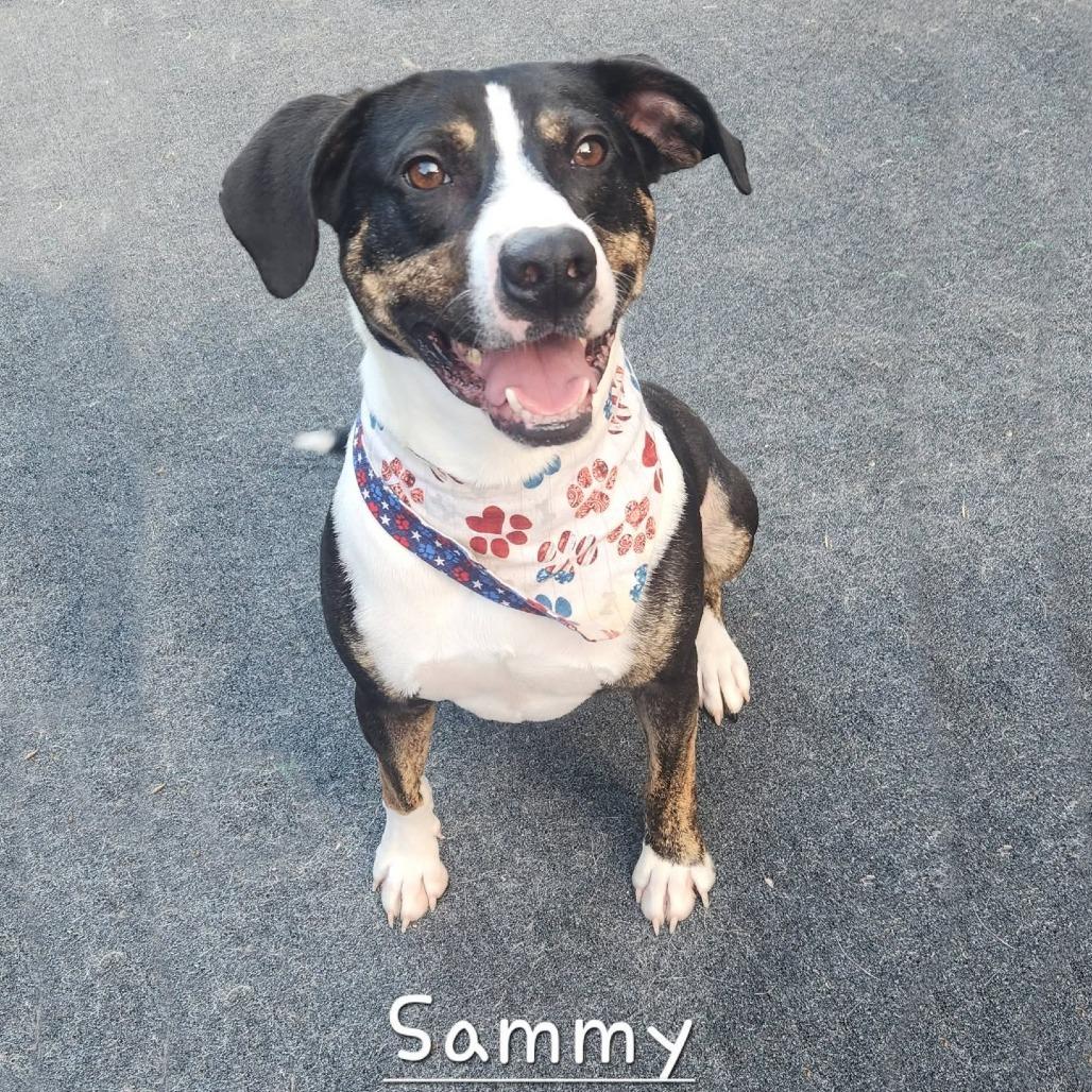 Sammy