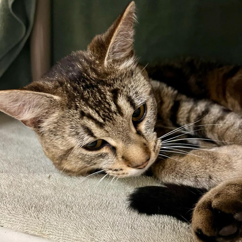 MILO