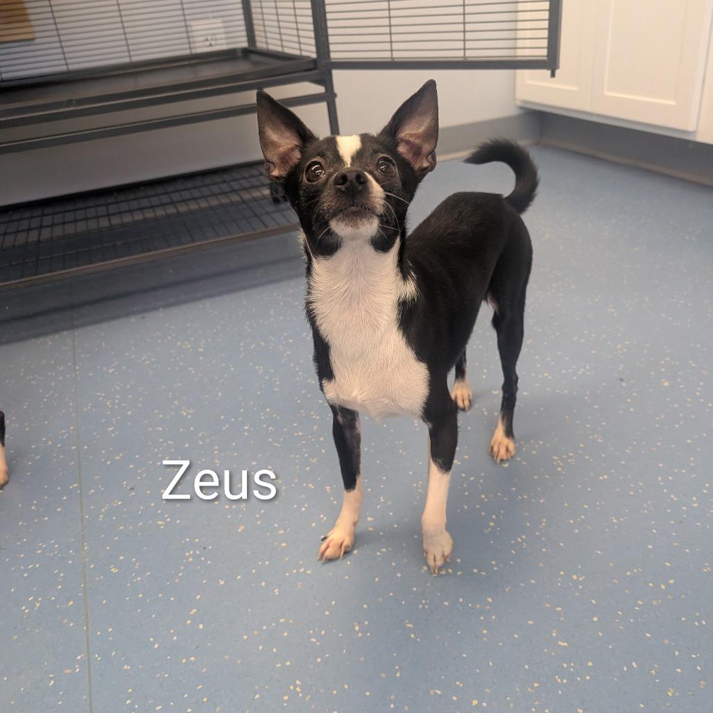 Zeus