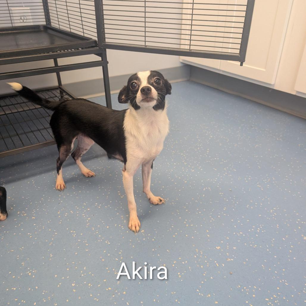 Akira