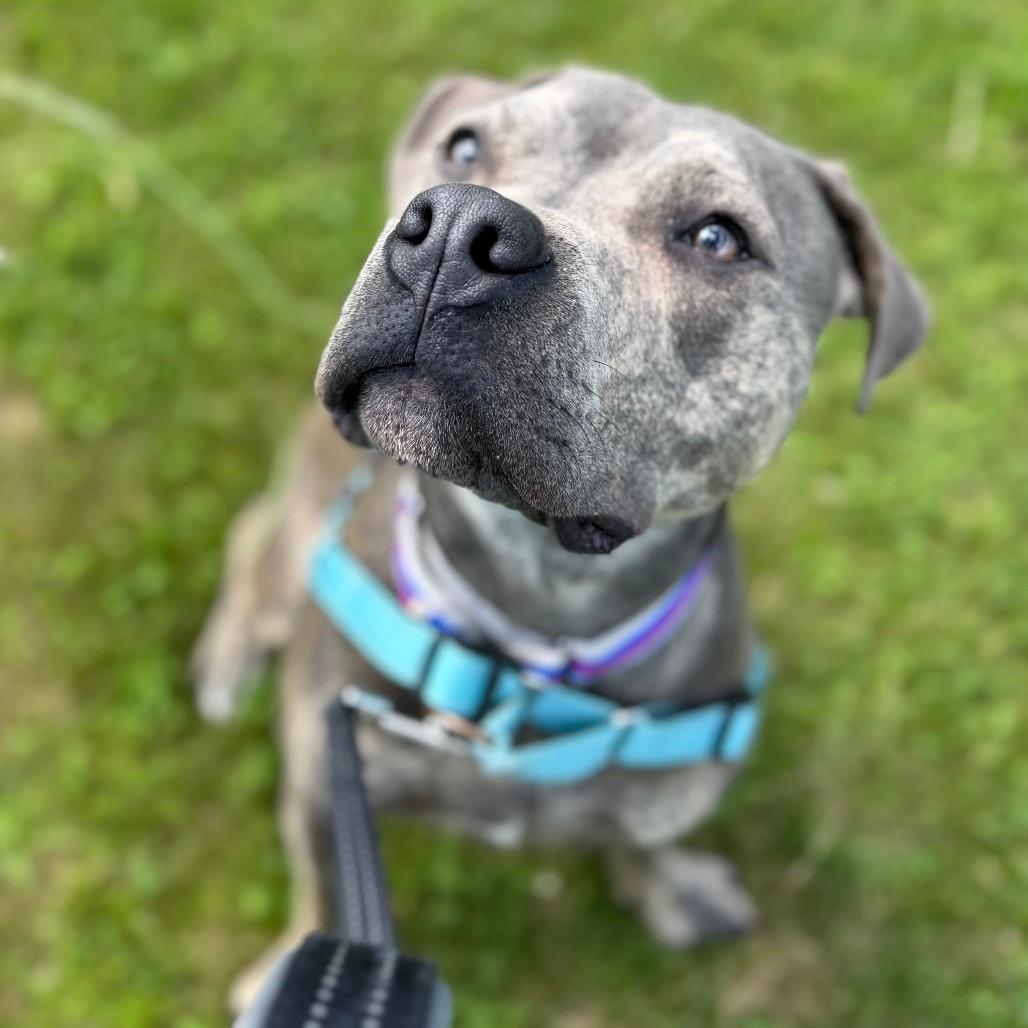 Carter *Foster to Adopt Me!