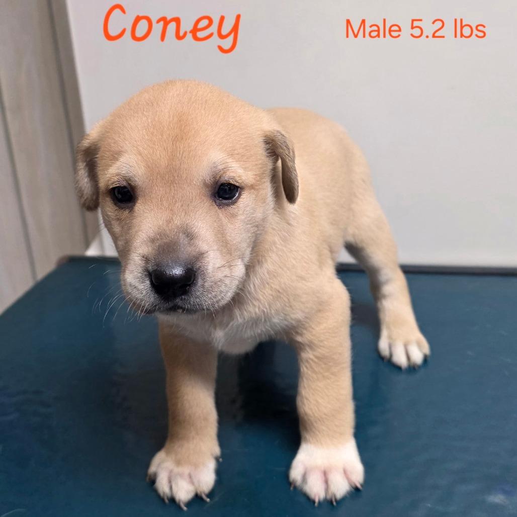 Coney