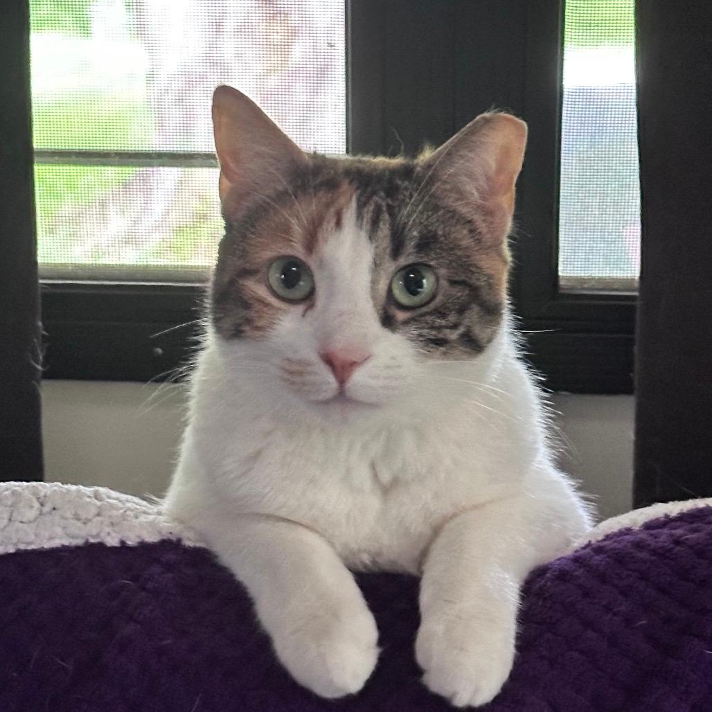 Hadassa (Ithaca Petsmart)