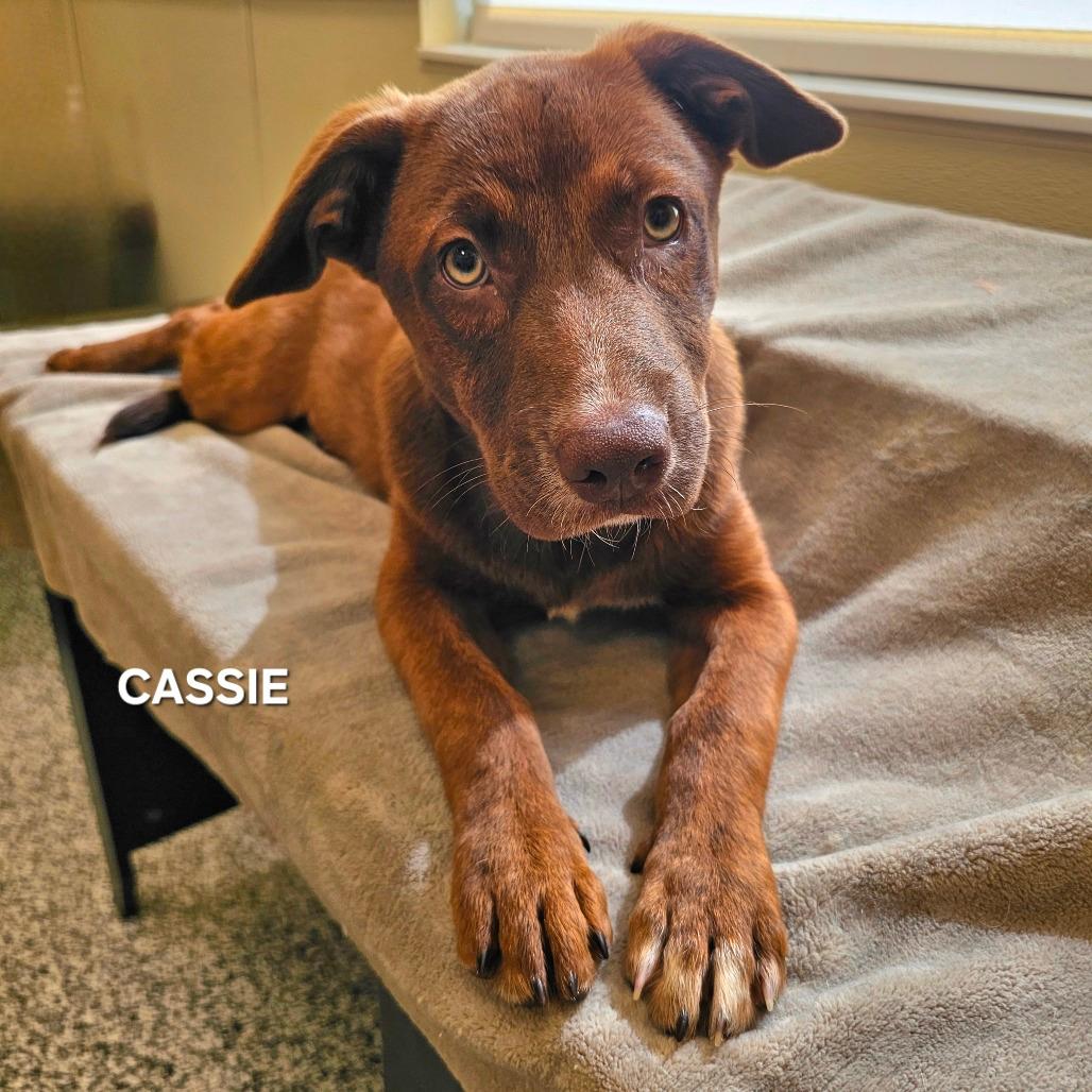 Cassie 