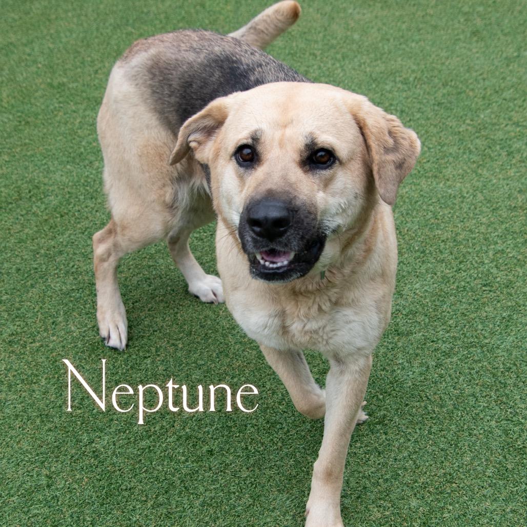 Neptune