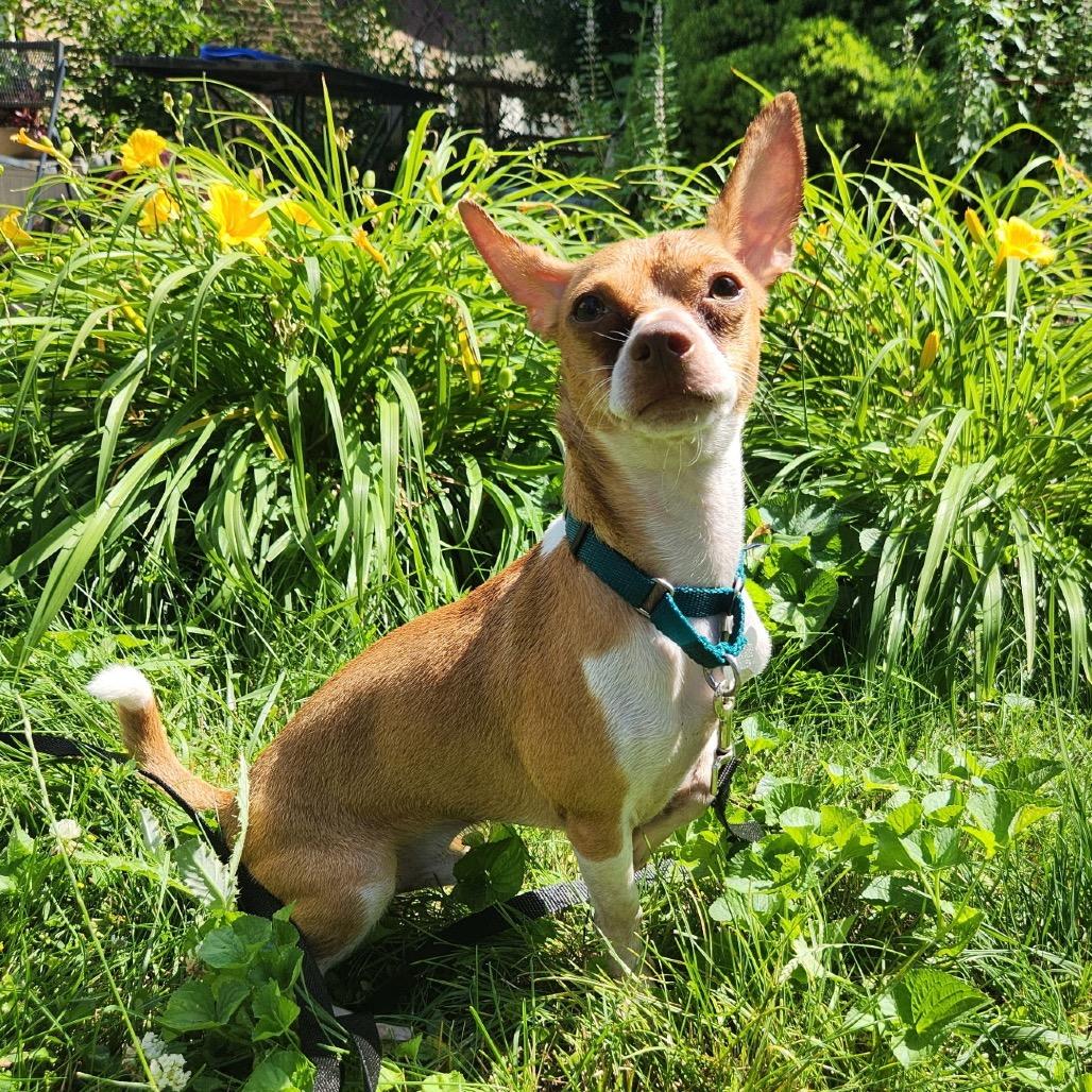 Melo