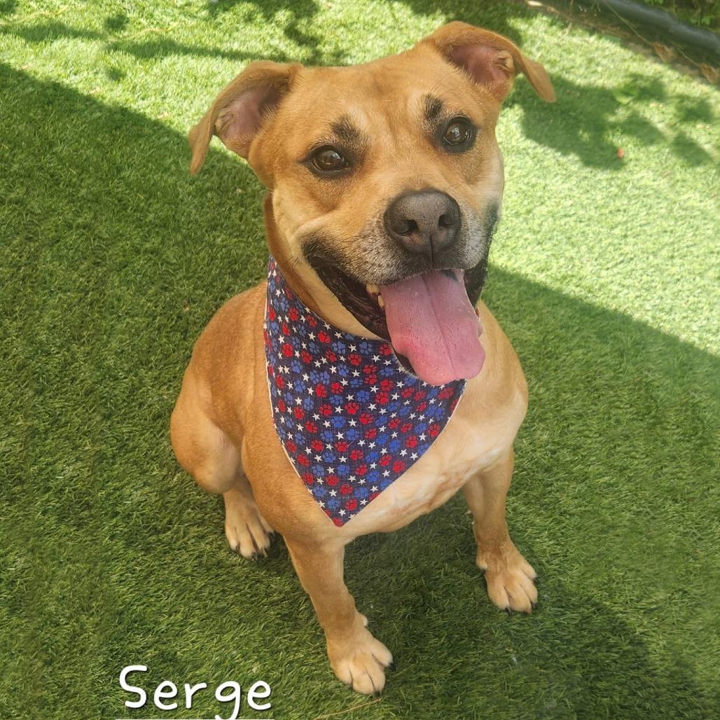 Serge