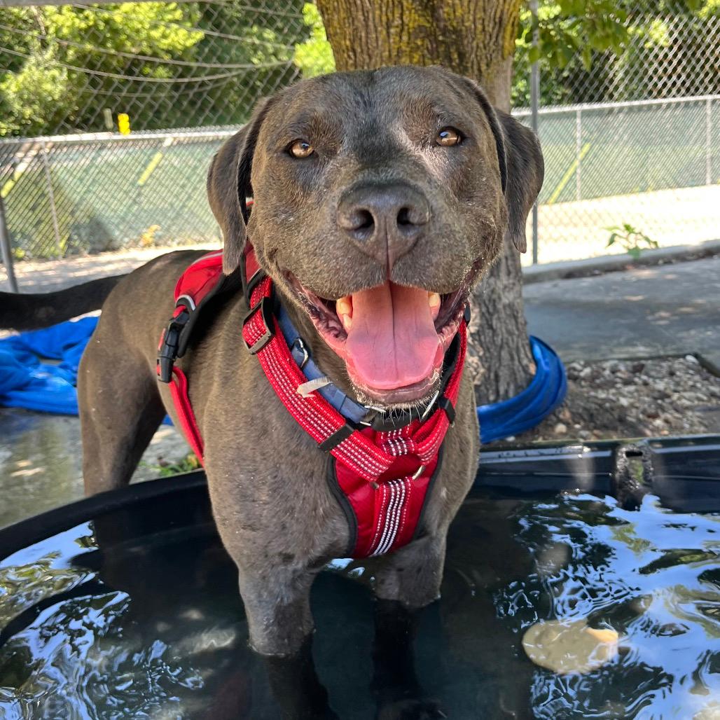 Floyd (Reduced Adoption Fee)