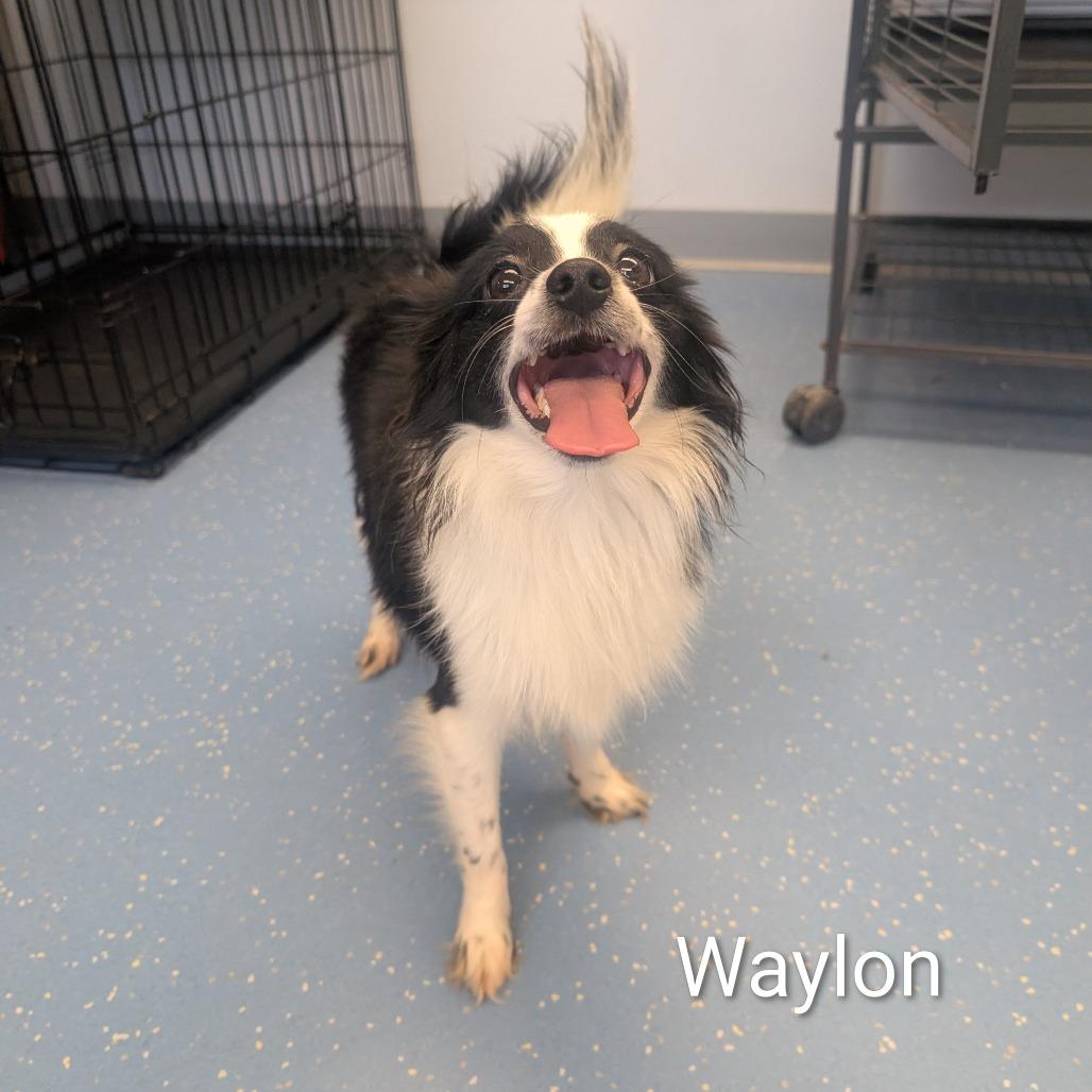 Waylon