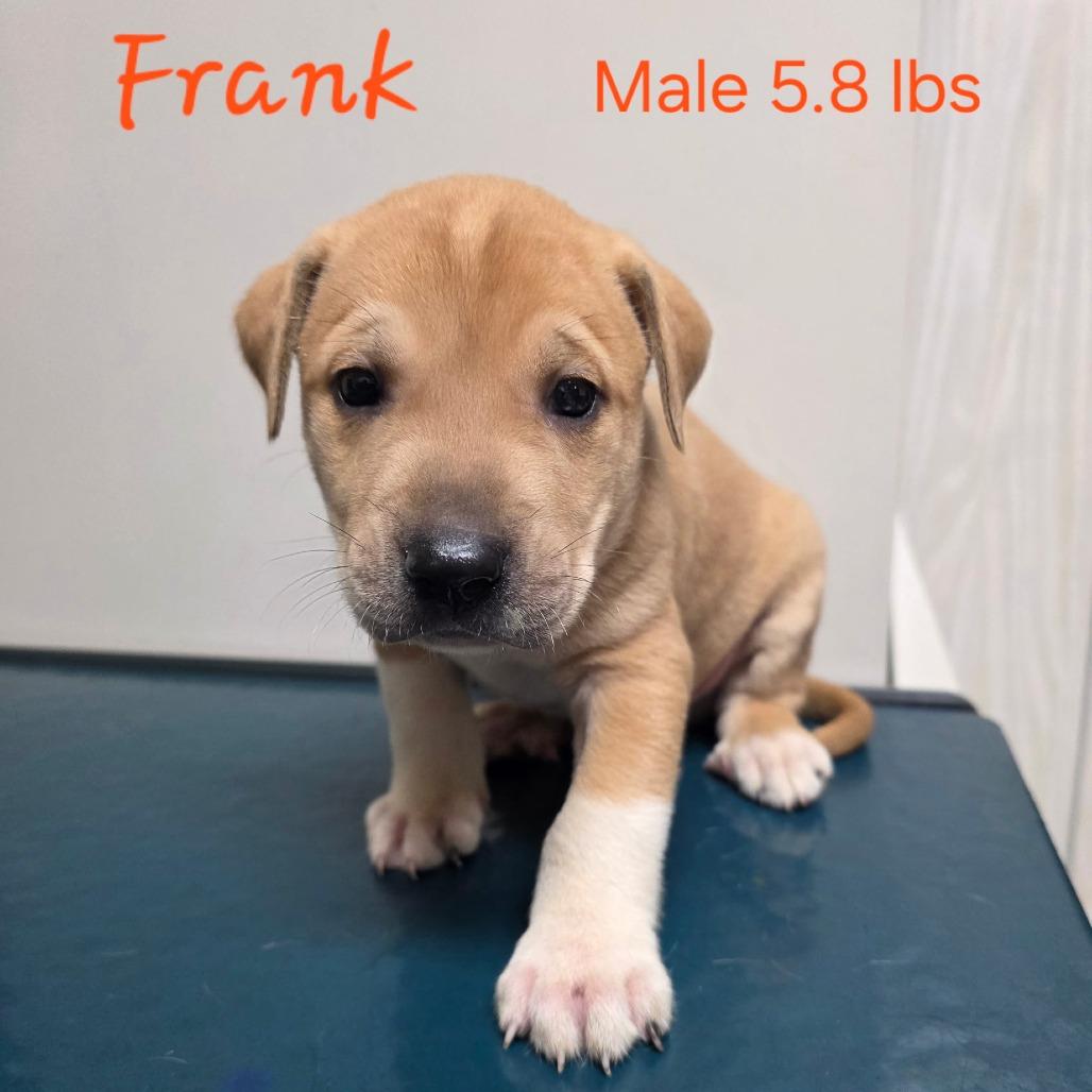 Frank