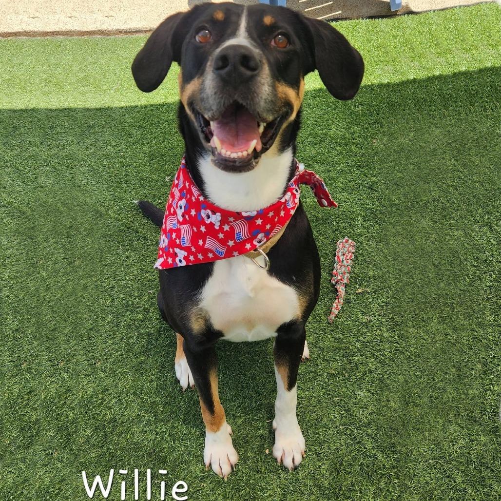 Willie