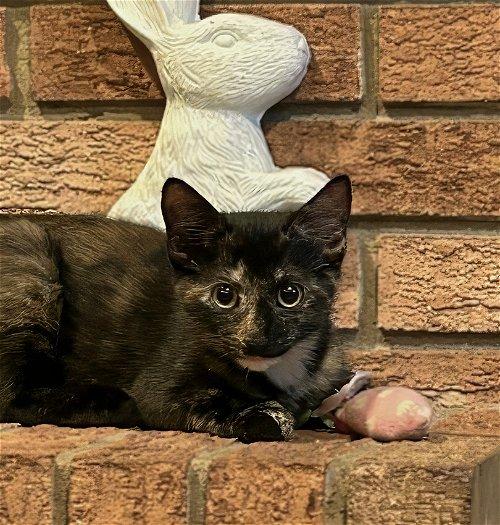 Adoptable Cats & Kittens in Wilmington, NC