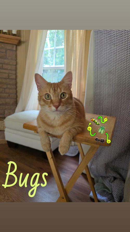 bugs buddy (cyd)